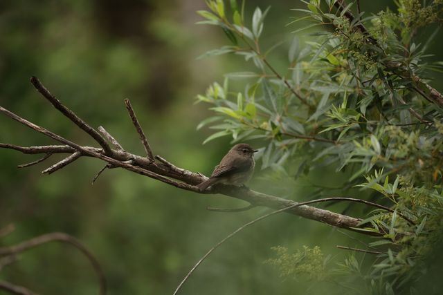 An African Dusky Flycatcher perched on a branch